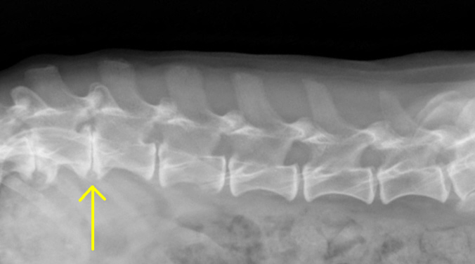 Canine 2024 disc disease